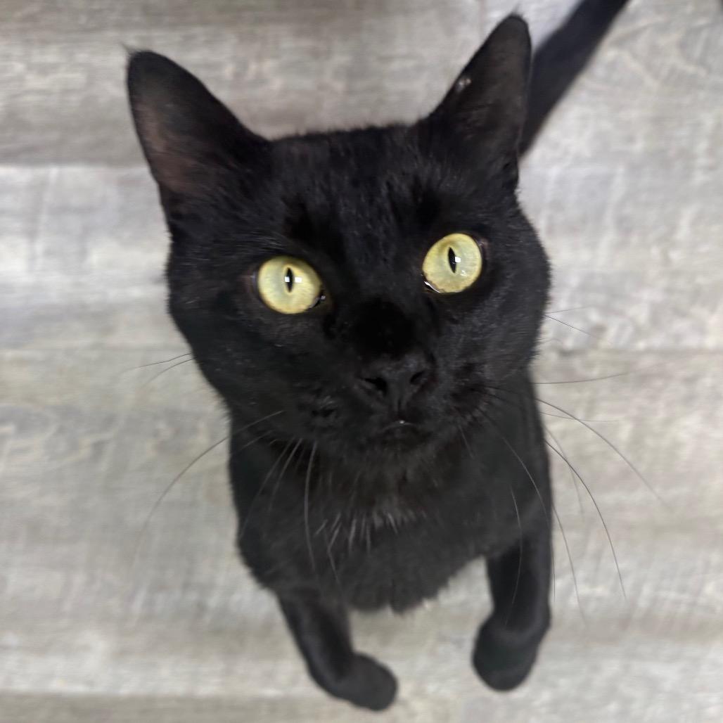 Enlarge Salem, a Adoptable Domestic Short Hair in Chariton, IA image 4/6