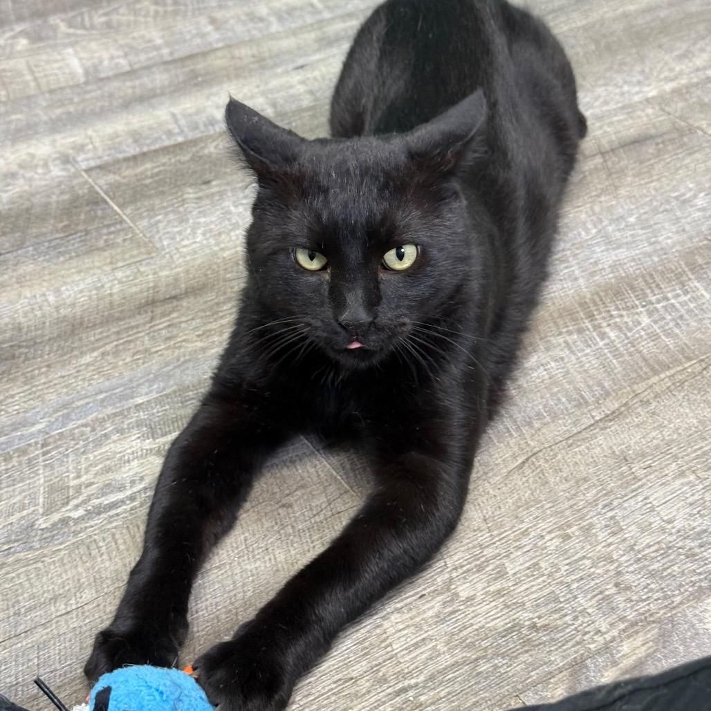 Enlarge Salem, a Adoptable Domestic Short Hair in Chariton, IA image 5/6