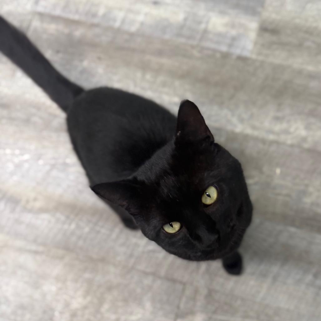 Enlarge Salem, a Adoptable Domestic Short Hair in Chariton, IA image 6/6