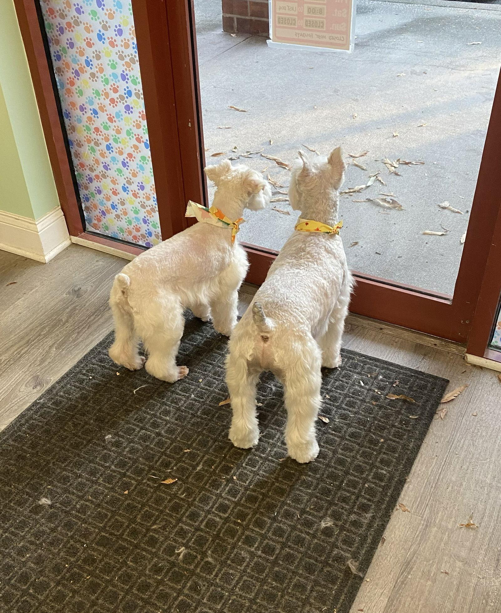 TUCKER (SRC#3601) ADOPTED, Adopted, Young Male Schnauzer.