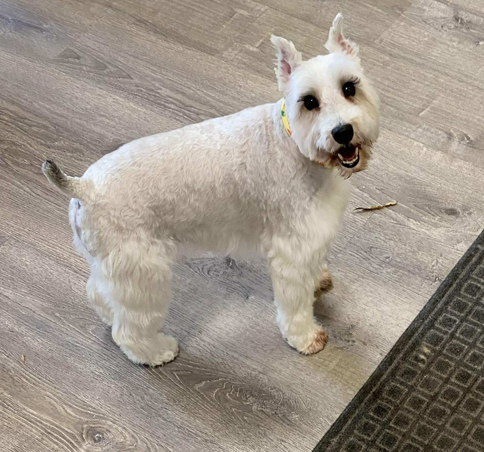 Enlarge TUCKER (SRC#3601) ADOPTED, a Adopted Schnauzer in Lenoir, NC image 3/3