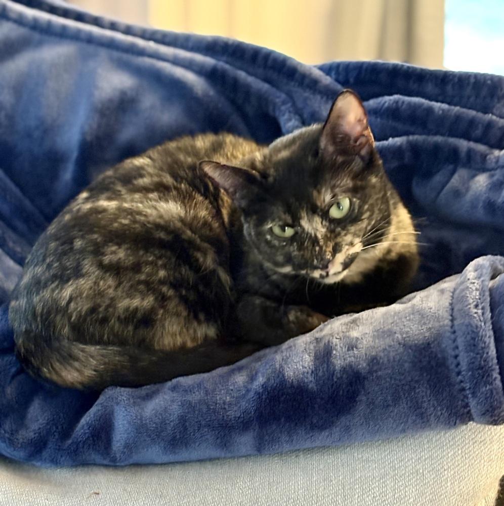 Enlarge Great Gatsby, a Adoptable Domestic Short Hair in Randolph, MA image 1/3