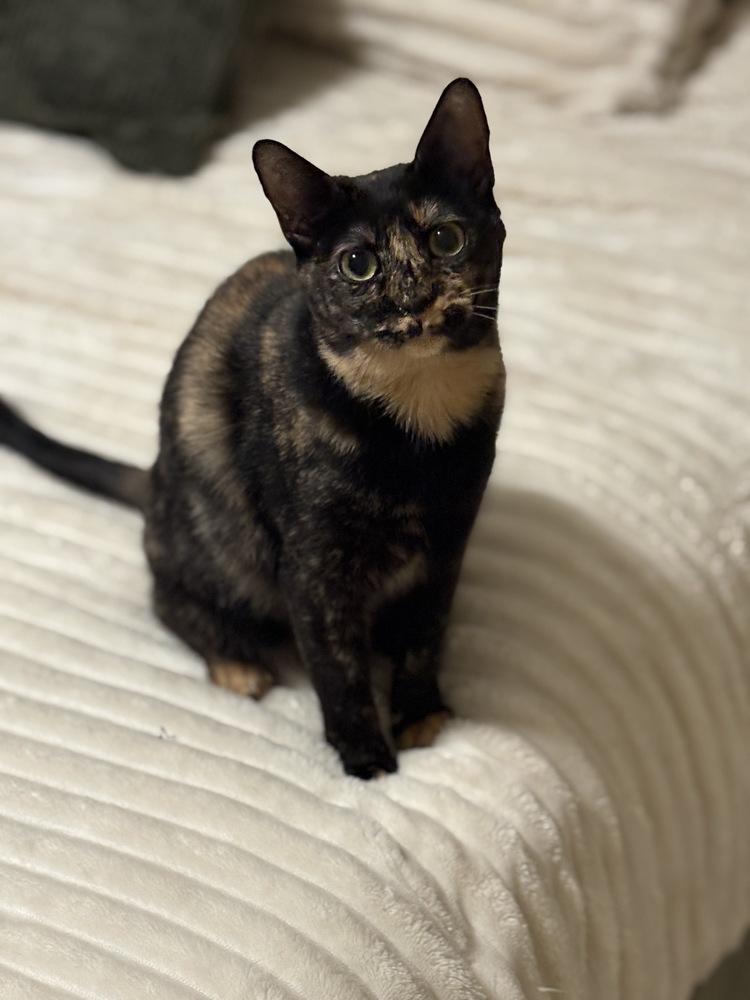Enlarge Great Gatsby, a Adoptable Domestic Short Hair in Randolph, MA image 1/5