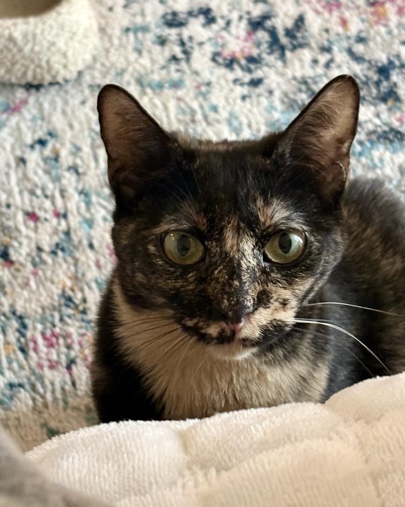 Great Gatsby, Adoptable, Kitten Female Domestic Short Hair.