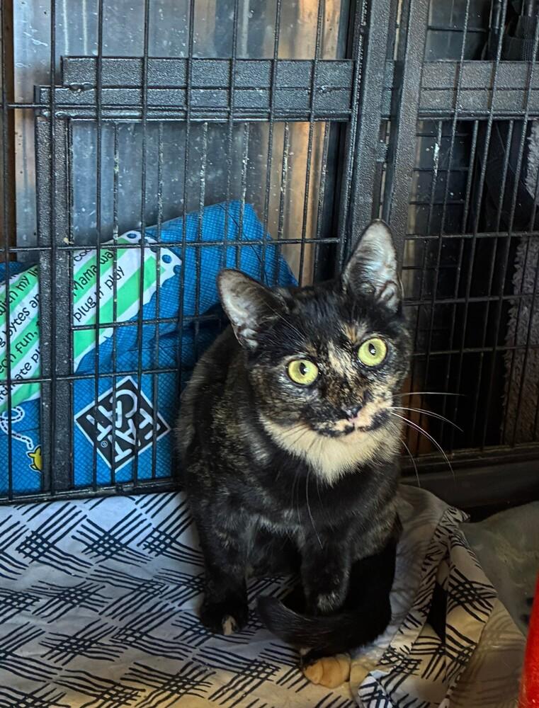 Enlarge Great Gatsby, a Adoptable Domestic Short Hair in Randolph, MA image 2/3