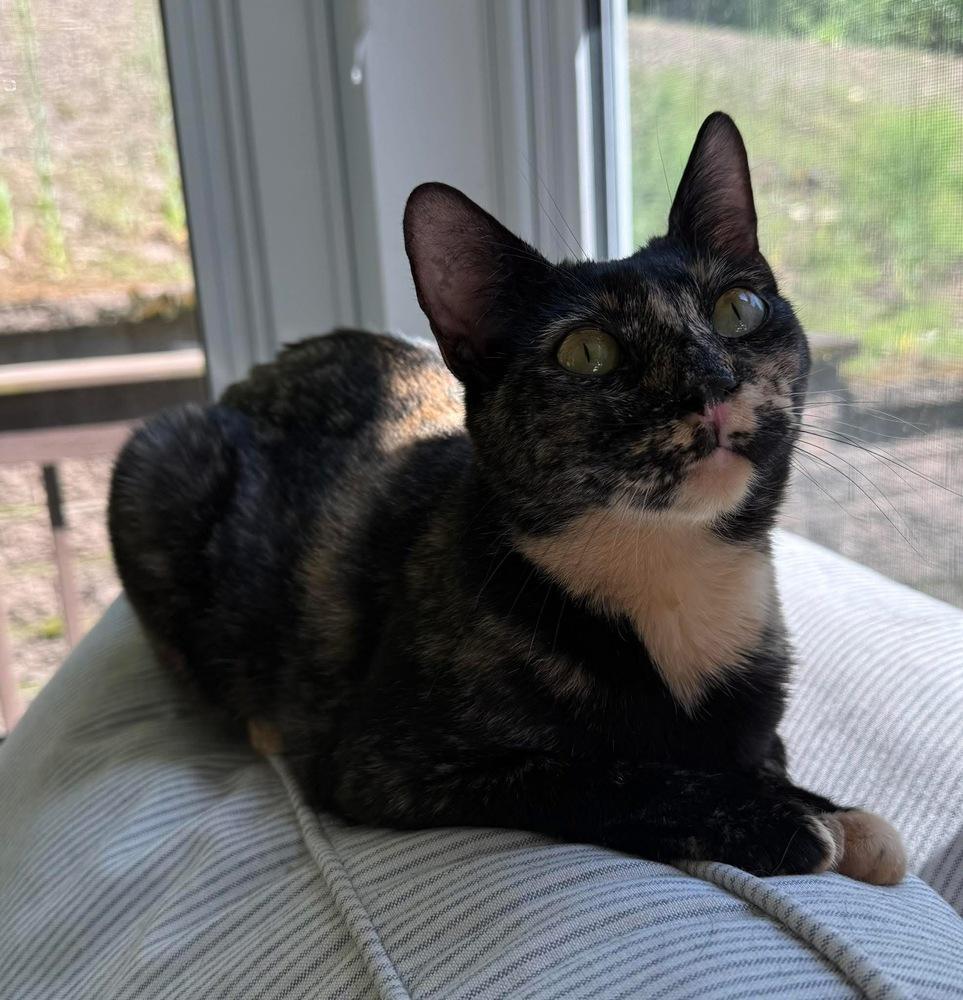 Great Gatsby, a Adoptable Domestic Short Hair in Randolph, MA image 1/5