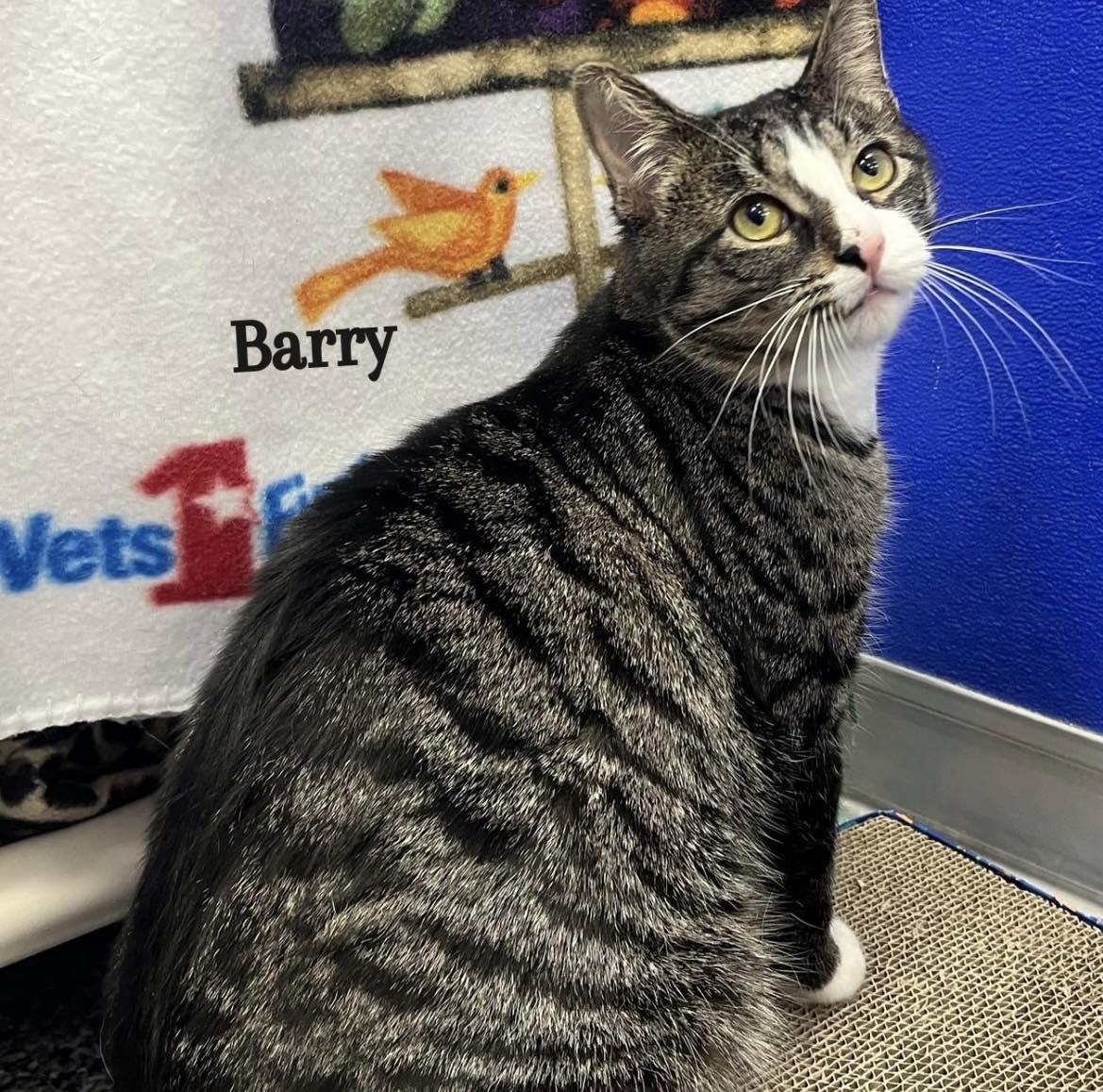 Enlarge Barry Manilow, a ADOPTABLE mixed breed in Dunkirk, NY image 1/1