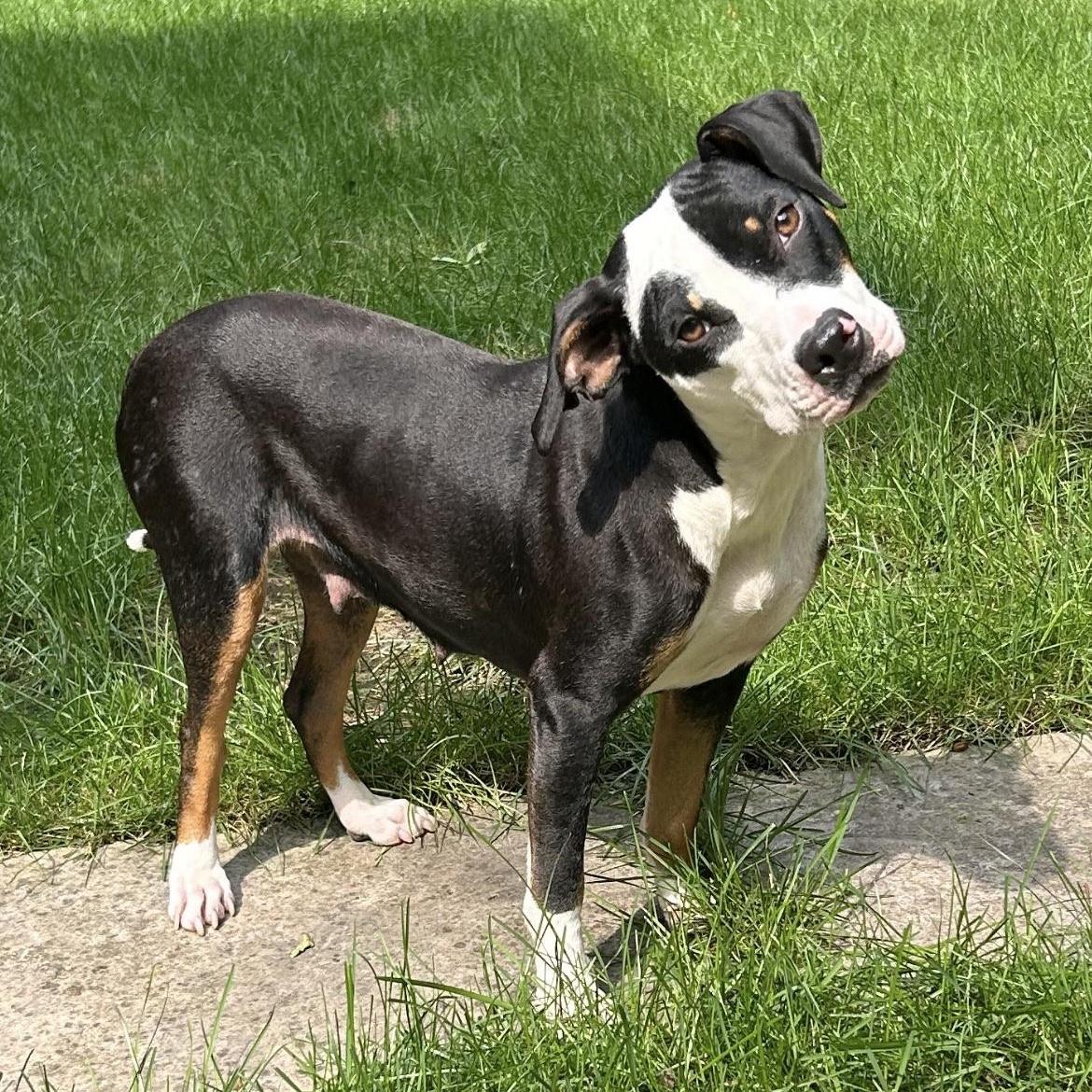 Enlarge Tippy, a Adoptable mixed breed in Oxford, MI image 3/6