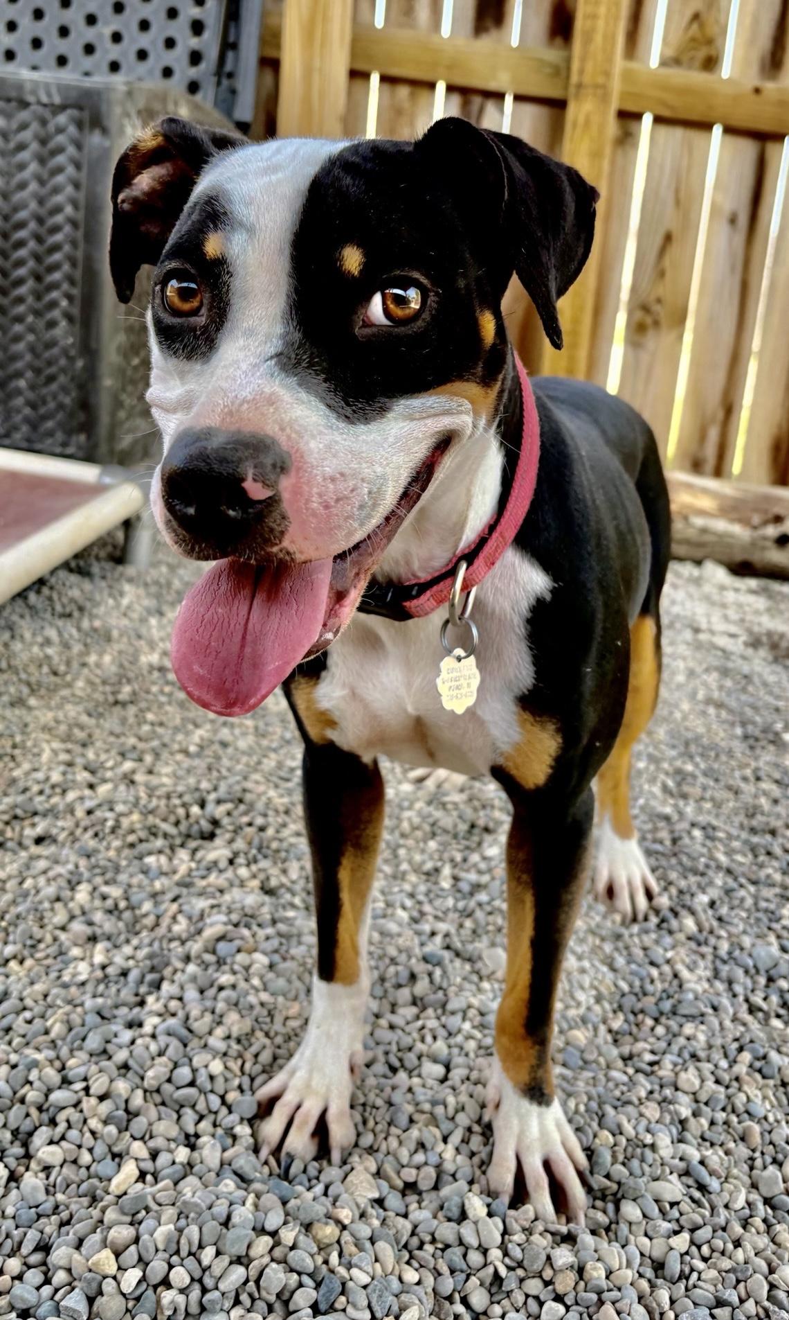 Enlarge Tippy, a Adoptable mixed breed in Oxford, MI image 2/6