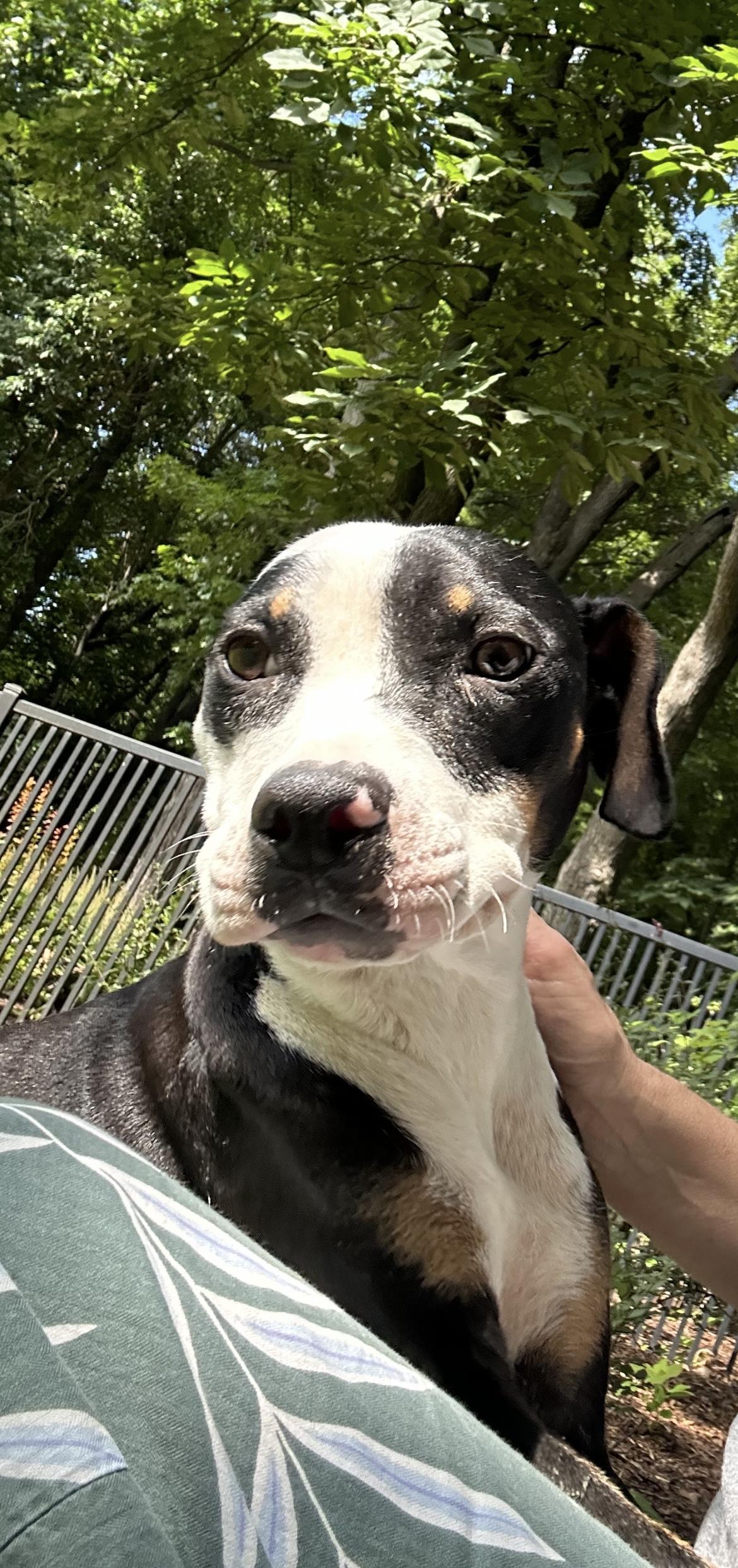 Enlarge Tippy, a Adoptable mixed breed in Oxford, MI image 5/6