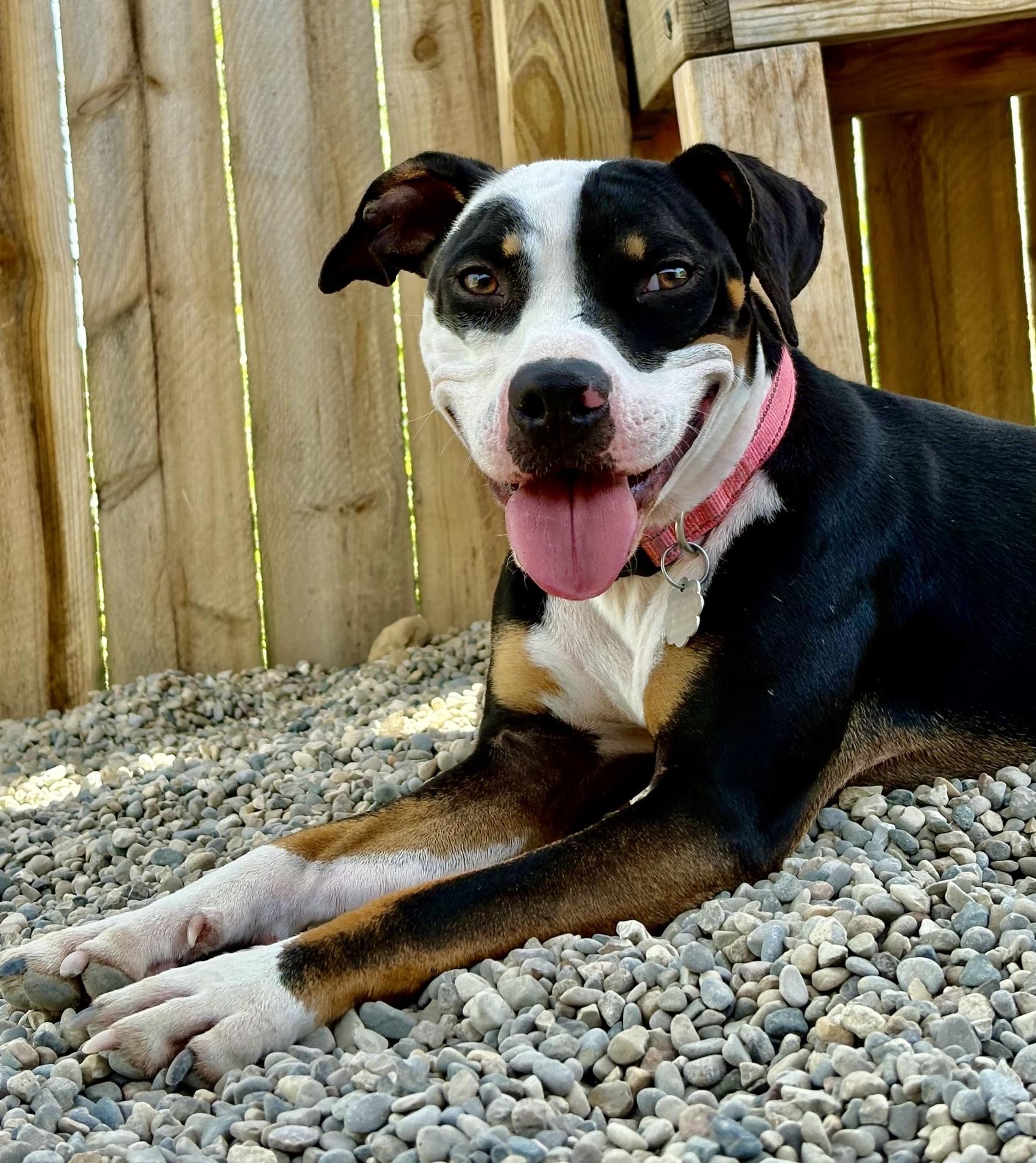 Tippy, Adoptable, Adult Female Staffordshire Bull Terrier & Mixed Breed.