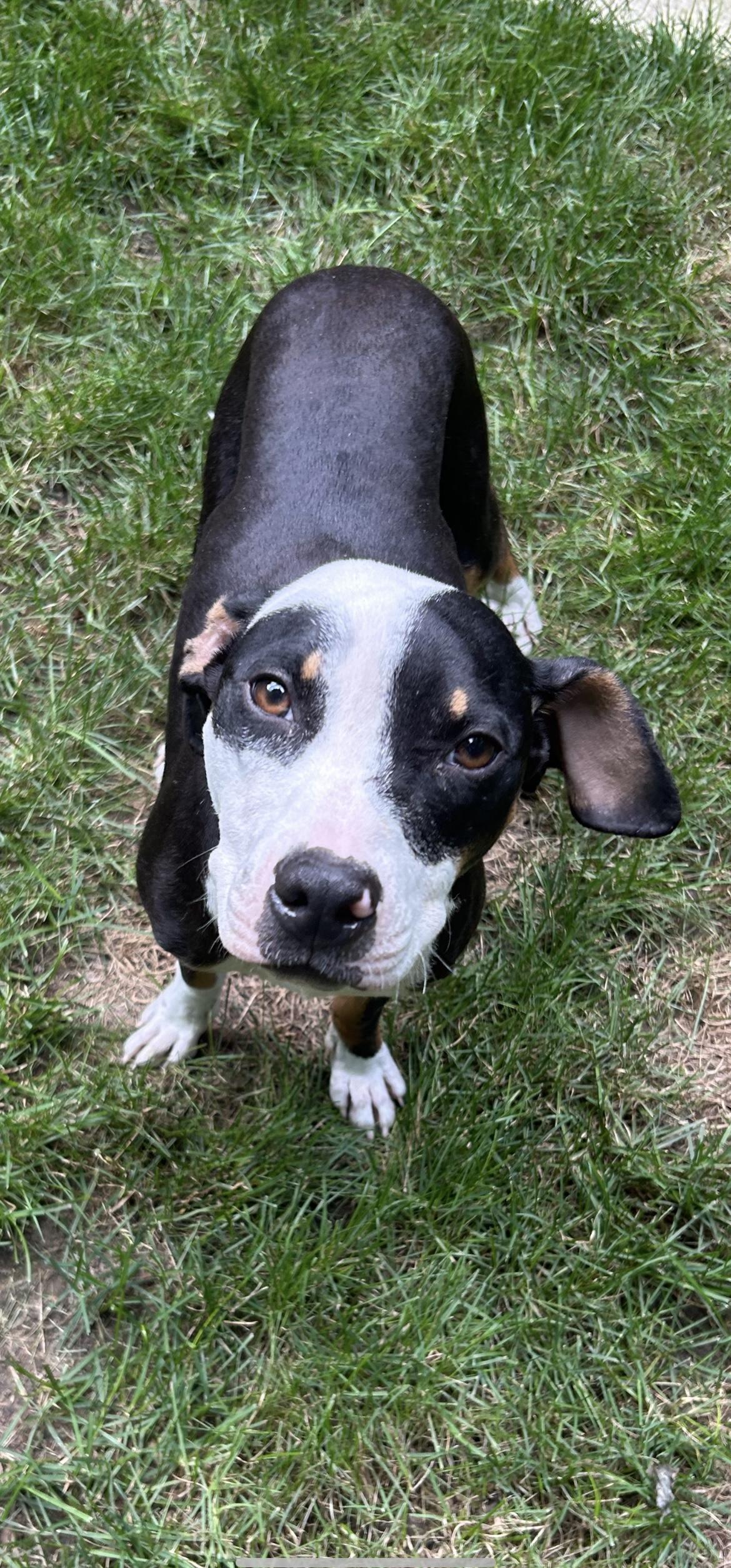 Enlarge Tippy, a Adoptable mixed breed in Oxford, MI image 4/6