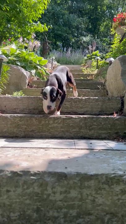 Enlarge Tippy, a Adoptable mixed breed in Oxford, MI video 6/6