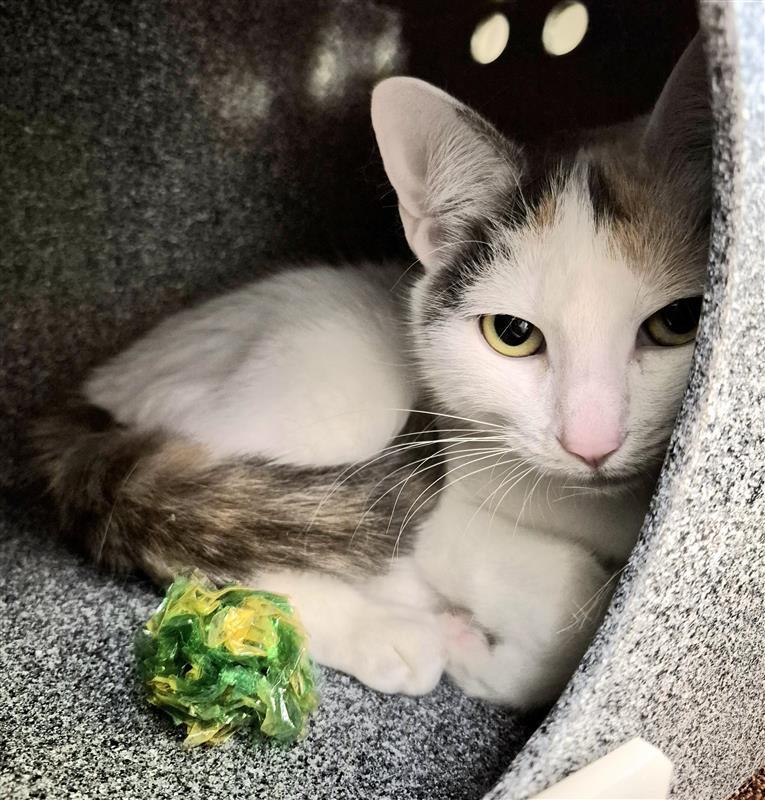 Enlarge Binti, a Adoptable Domestic Short Hair in Elk Grove, CA image 1/1