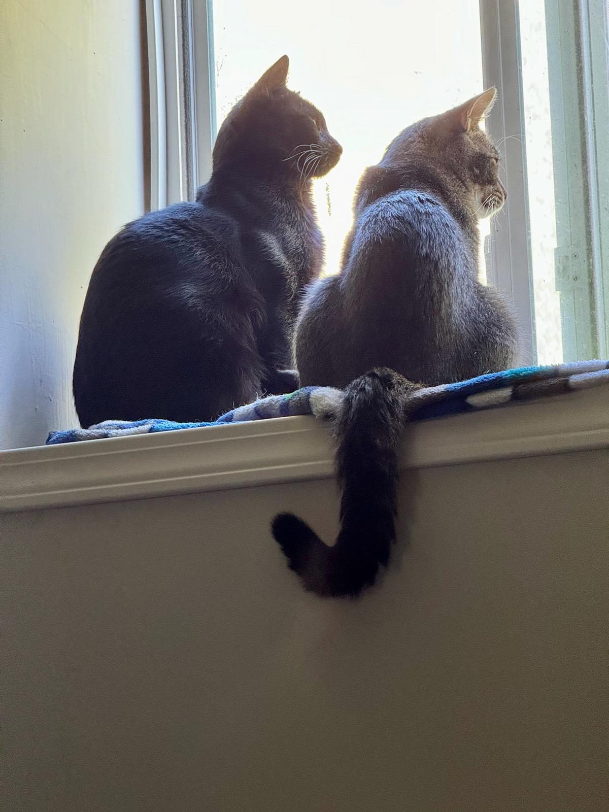 Enlarge Fable (bonded with Galaxy), a Adoptable Domestic Short Hair in St Paul, MN image 3/3