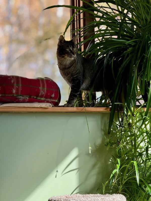 Enlarge Fable (bonded with Galaxy), a Adoptable Domestic Short Hair in St Paul, MN image 2/3