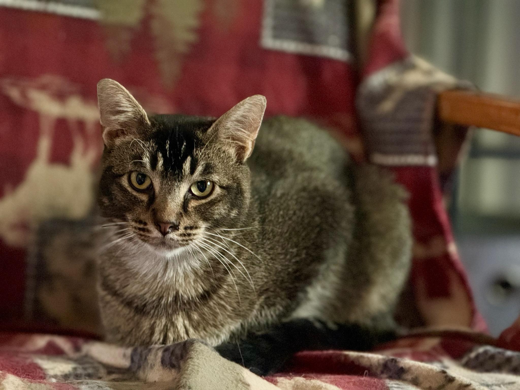 Fable (bonded with Galaxy), Adoptable, Adult Male Domestic Short Hair.