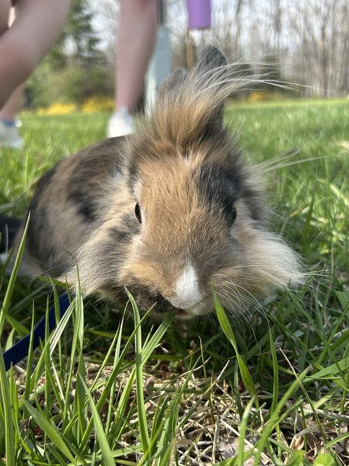 Enlarge Bunz, an adopted Lionhead in Mount Royal, NJ image 4/4