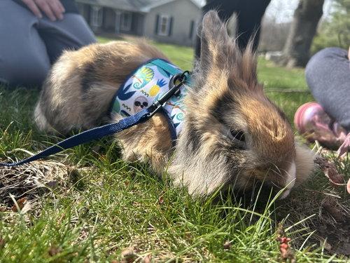 Enlarge Bunz, an adopted Lionhead in Mount Royal, NJ image 3/4