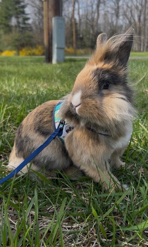 Enlarge Bunz, an adopted Lionhead in Mount Royal, NJ image 1/4