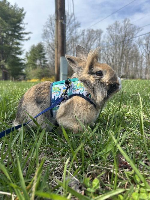 Enlarge Bunz, an adopted Lionhead in Mount Royal, NJ image 2/4