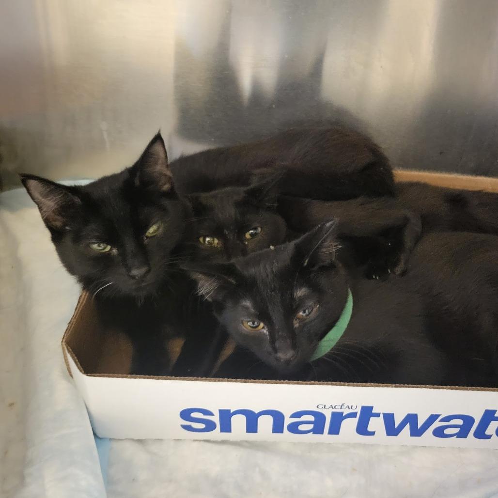 Deena, Adoptable, Young Female Domestic Short Hair.