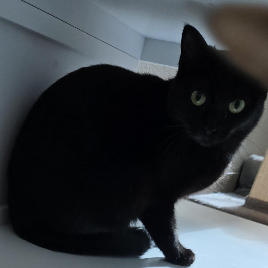 Enlarge Deena, a Adoptable Domestic Short Hair in Westminster, CA image 2/2