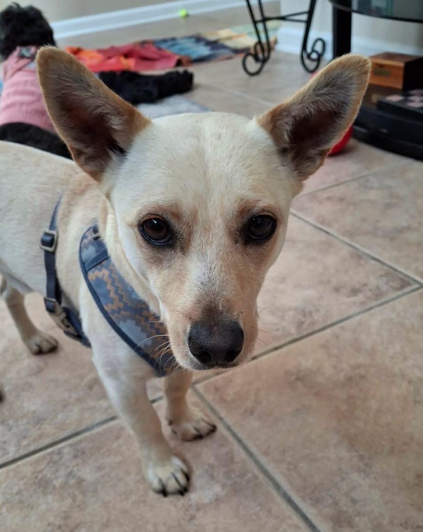 Brantley ADOPTION PENDING, a Adoptable mixed breed in Osteen, FL image 1/3