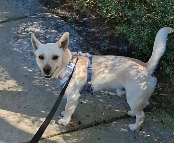 Brantley, Adoptable, Young Male Chihuahua & Terrier.