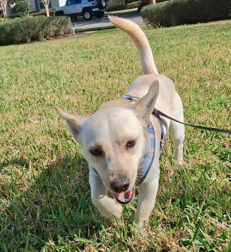 Enlarge Brantley, a Adoptable mixed breed in Osteen, FL image 2/3