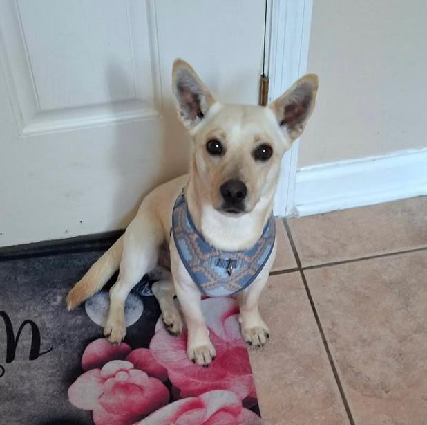 Enlarge Brantley, a Adoptable mixed breed in Osteen, FL image 3/3