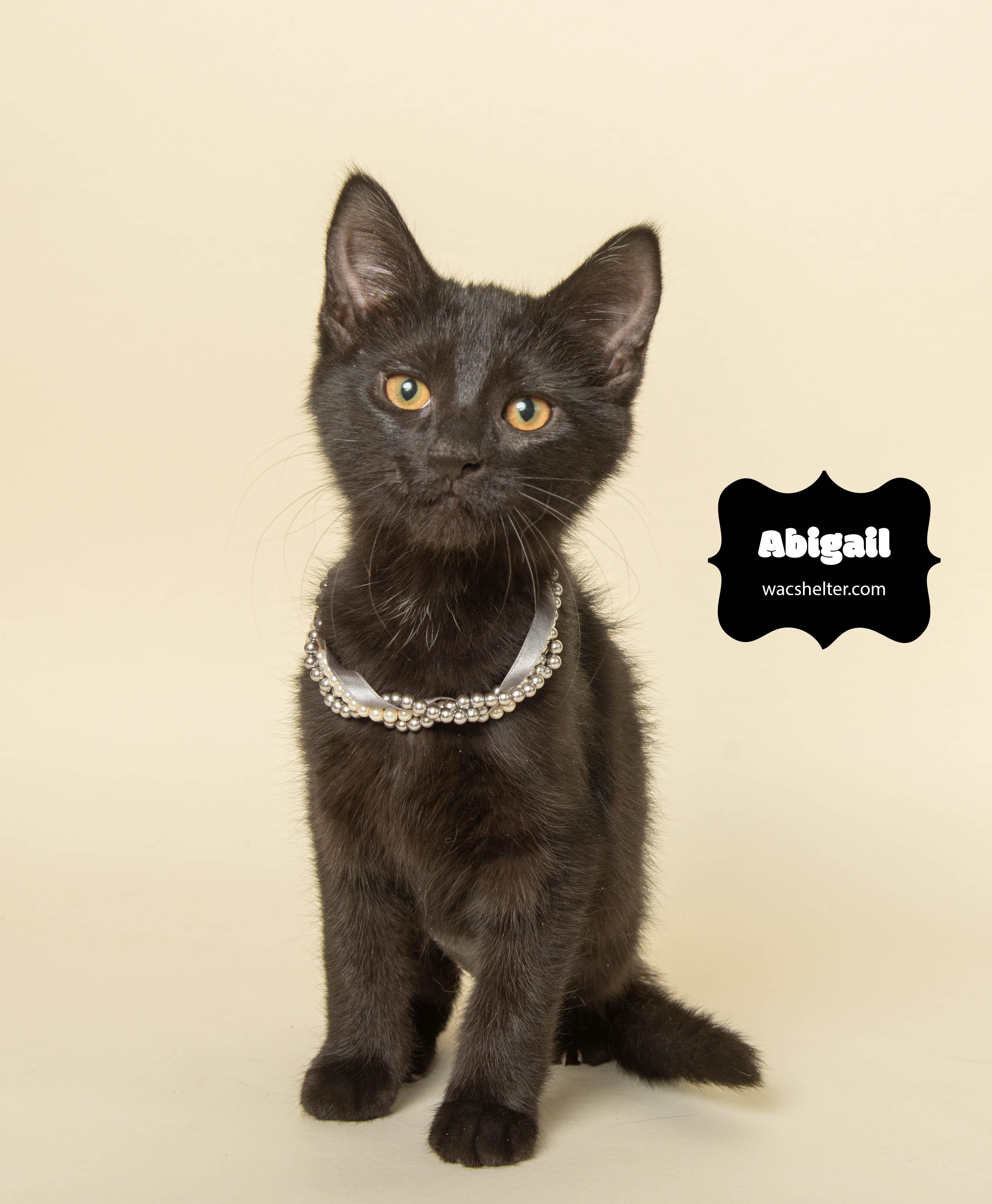 Enlarge ABIGAIL (T. Swift litter), an adopted Domestic Short Hair in Wyandotte, MI image 2/3