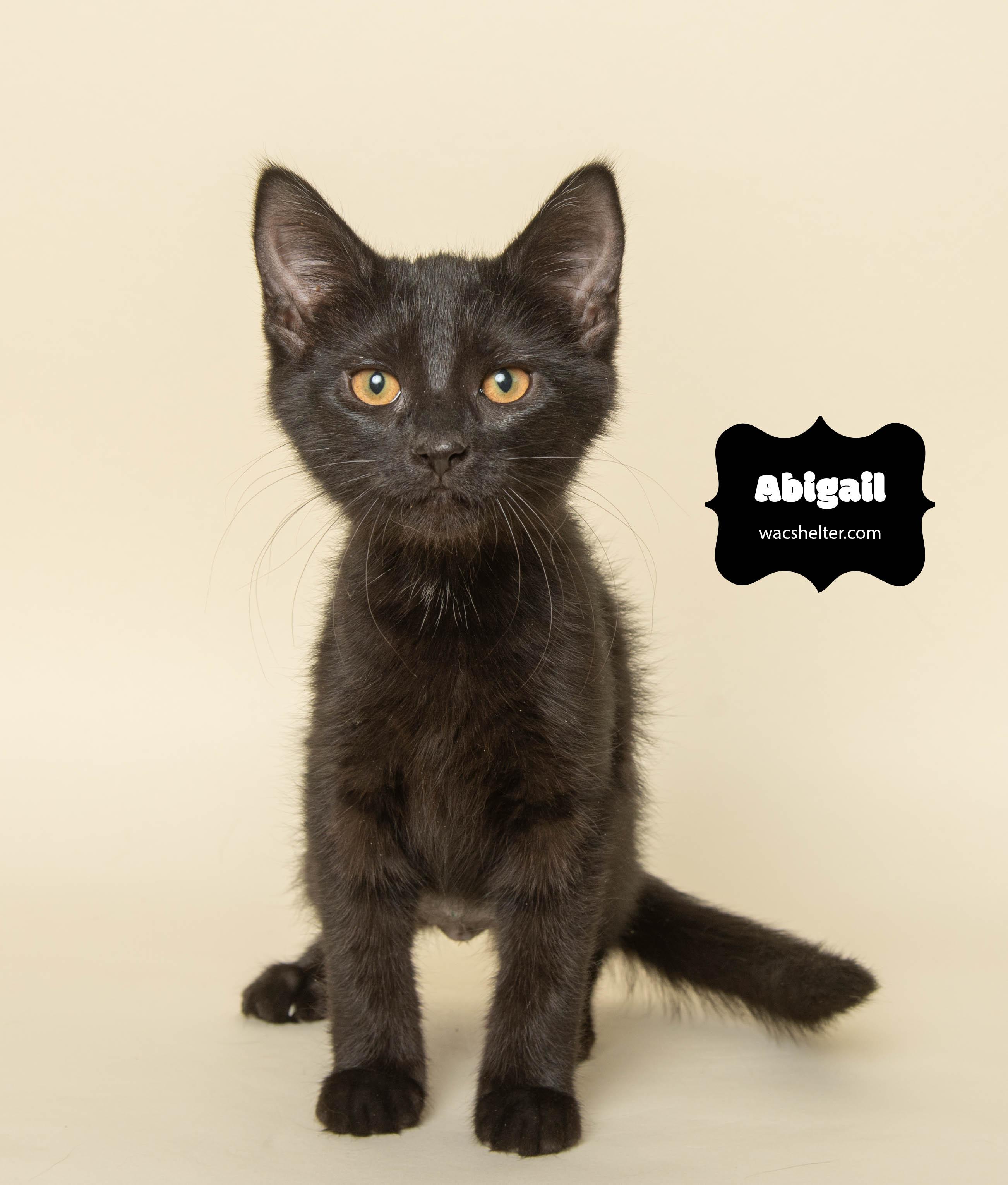 Enlarge ABIGAIL (T. Swift litter), an adopted Domestic Short Hair in Wyandotte, MI image 3/3