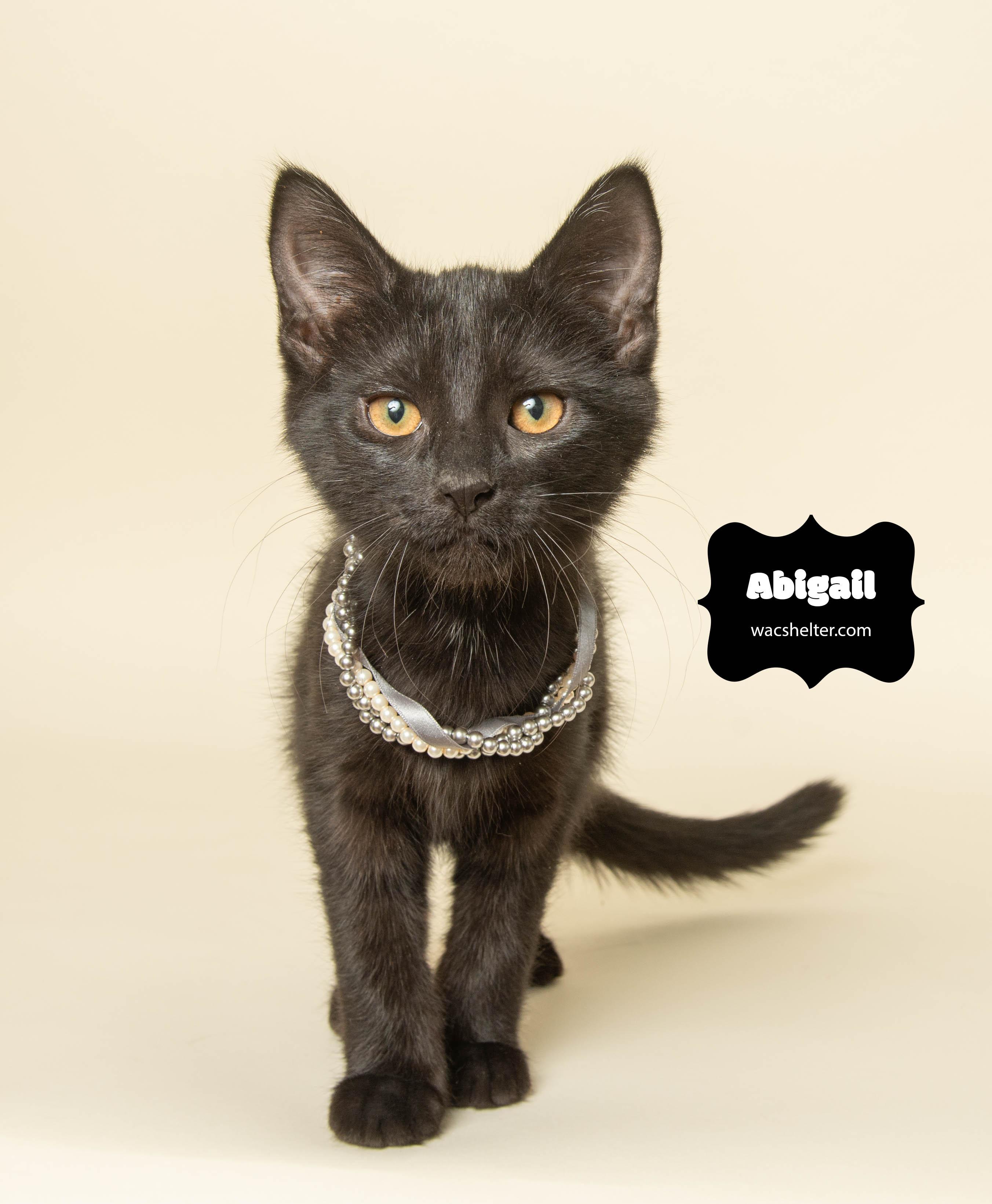 Enlarge ABIGAIL (T. Swift litter), an adopted Domestic Short Hair in Wyandotte, MI image 1/3