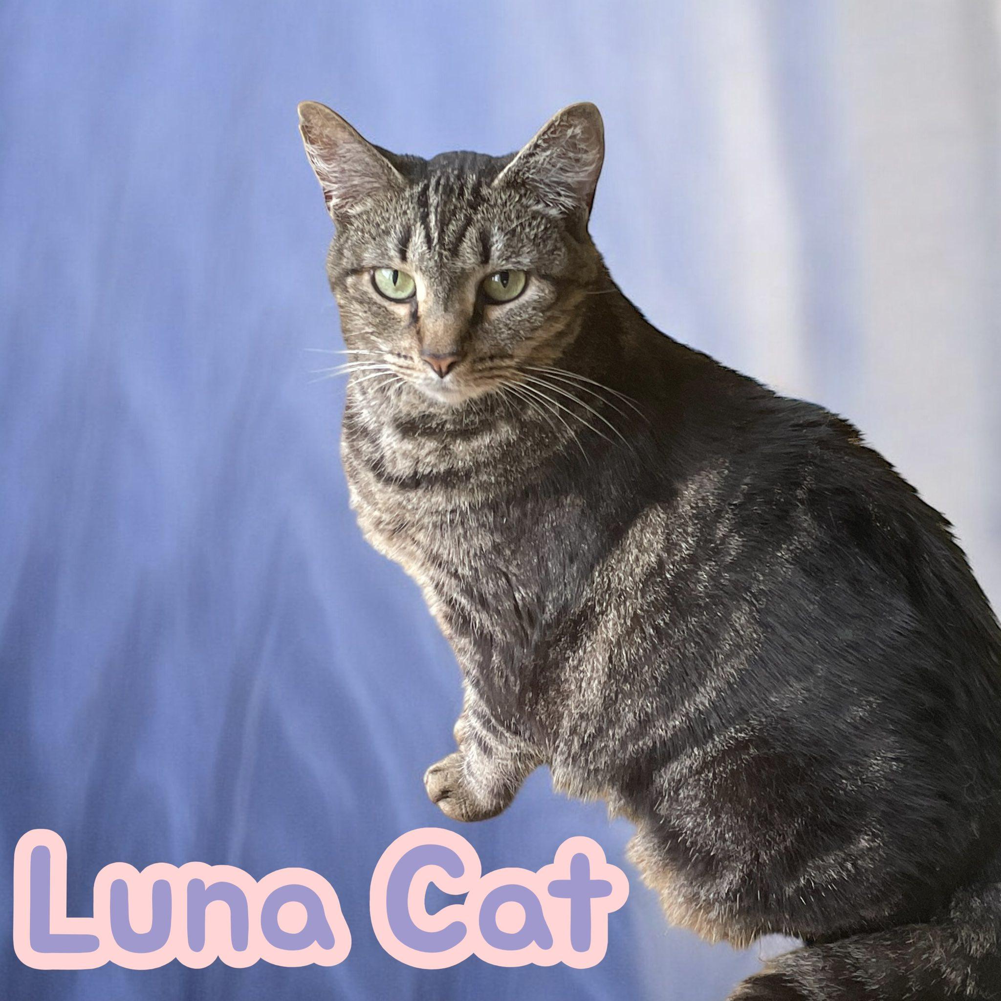 Luna Cat