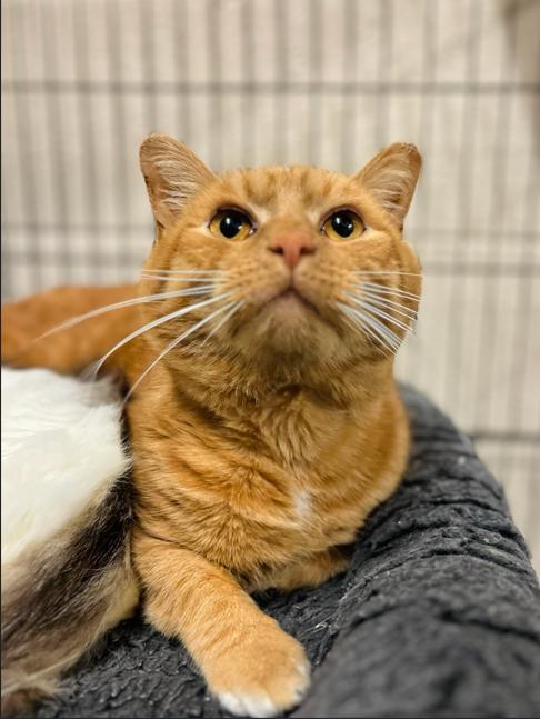 Enlarge Mouseke-Dooer, a Adoptable mixed breed in Martinsville, VA image 1/4