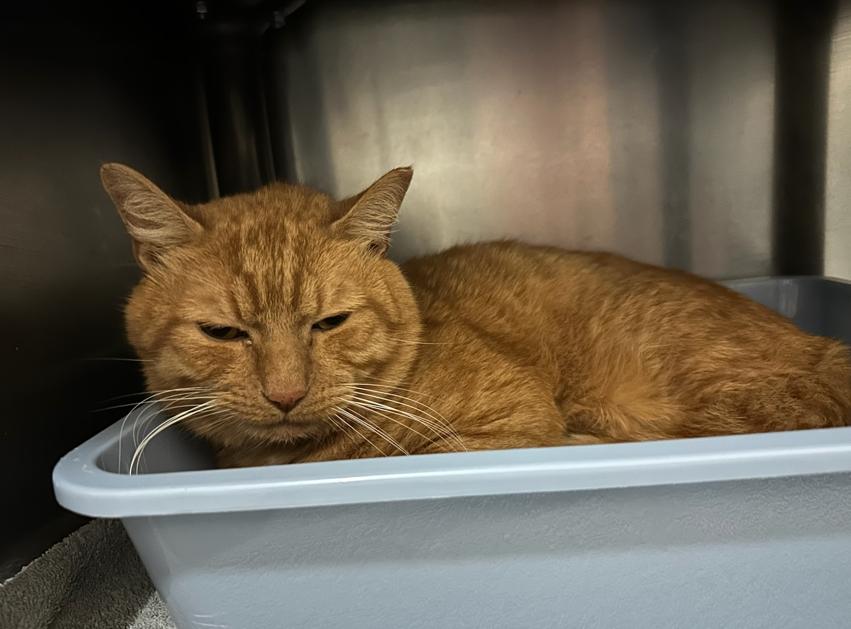 Enlarge Mouseke-Dooer, a Adoptable mixed breed in Martinsville, VA image 2/4