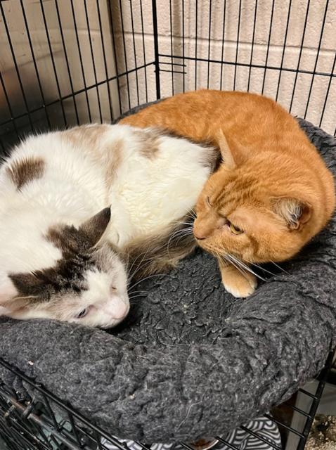 Enlarge Mouseke-Dooer, a Adoptable mixed breed in Martinsville, VA image 3/4