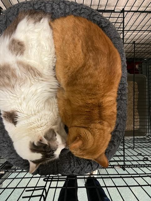 Enlarge Mouseke-Dooer, a Adoptable mixed breed in Martinsville, VA image 4/4