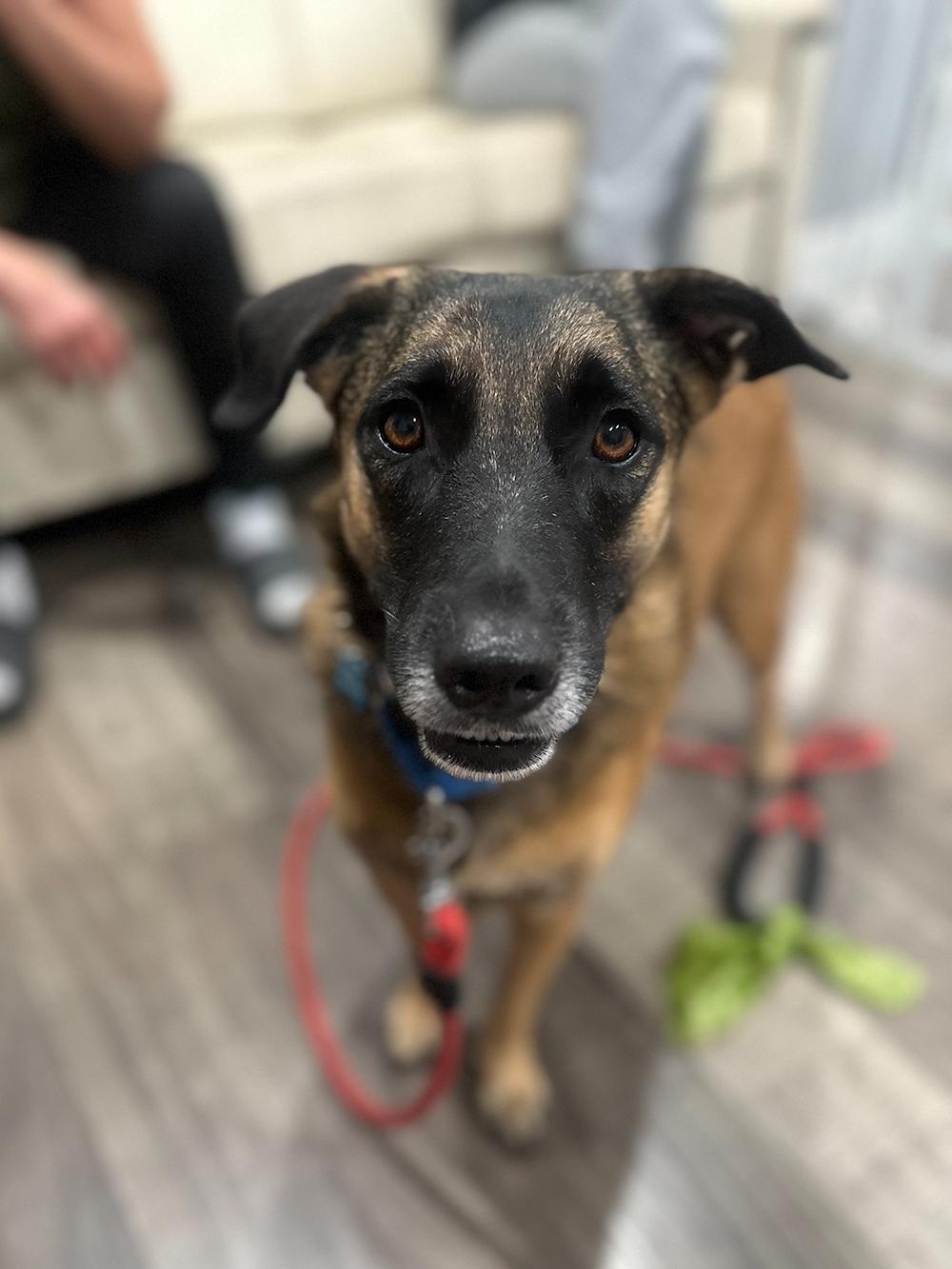 Melina, a Adopted German Shepherd Dog in Millburn, NJ image 3/4