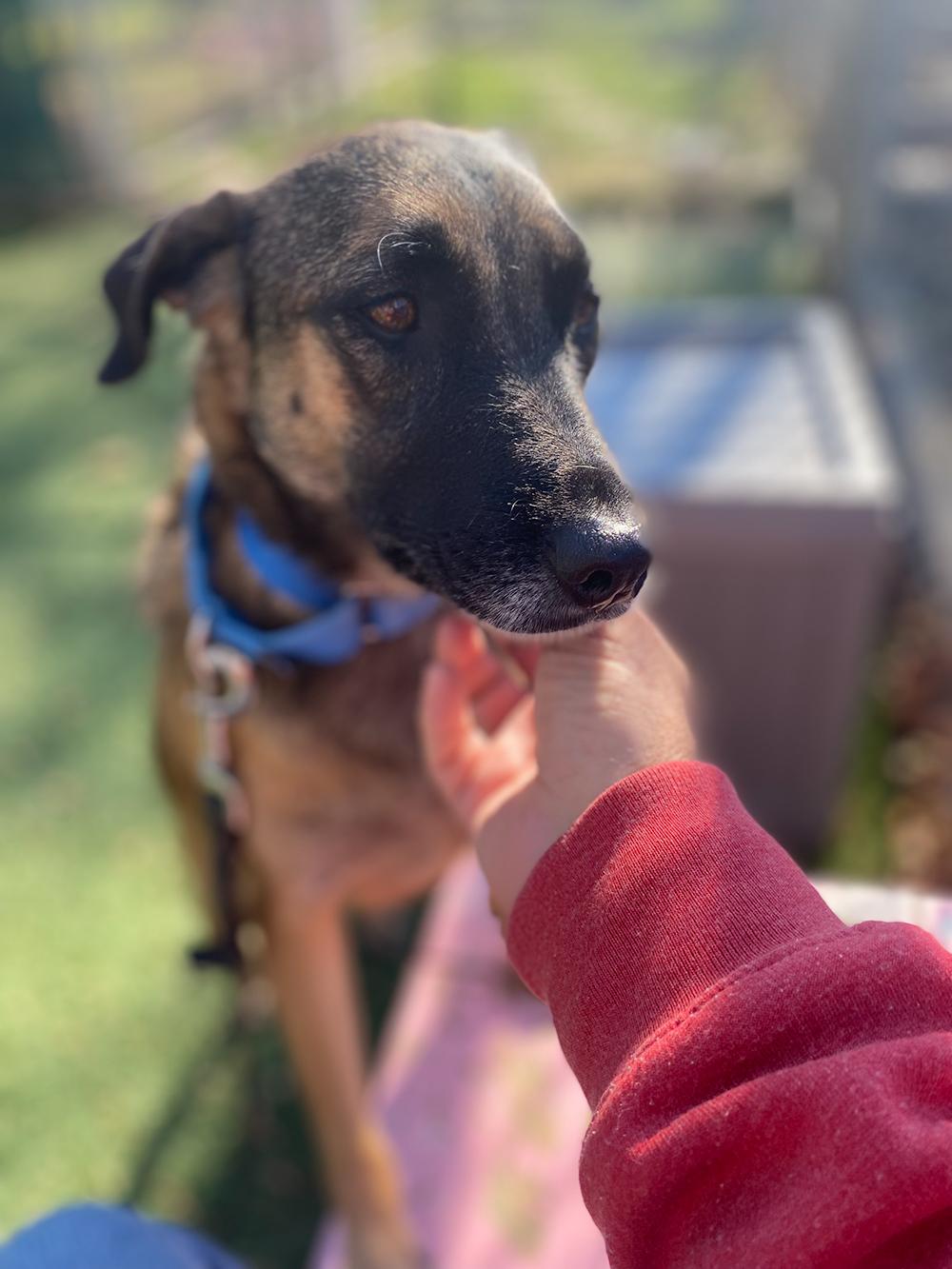 Melina, Adopted, Young Female German Shepherd Dog.