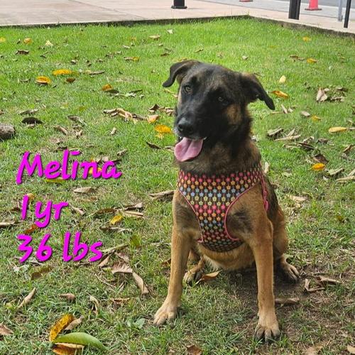 Melina, a Adopted German Shepherd Dog in Millburn, NJ image 2/4