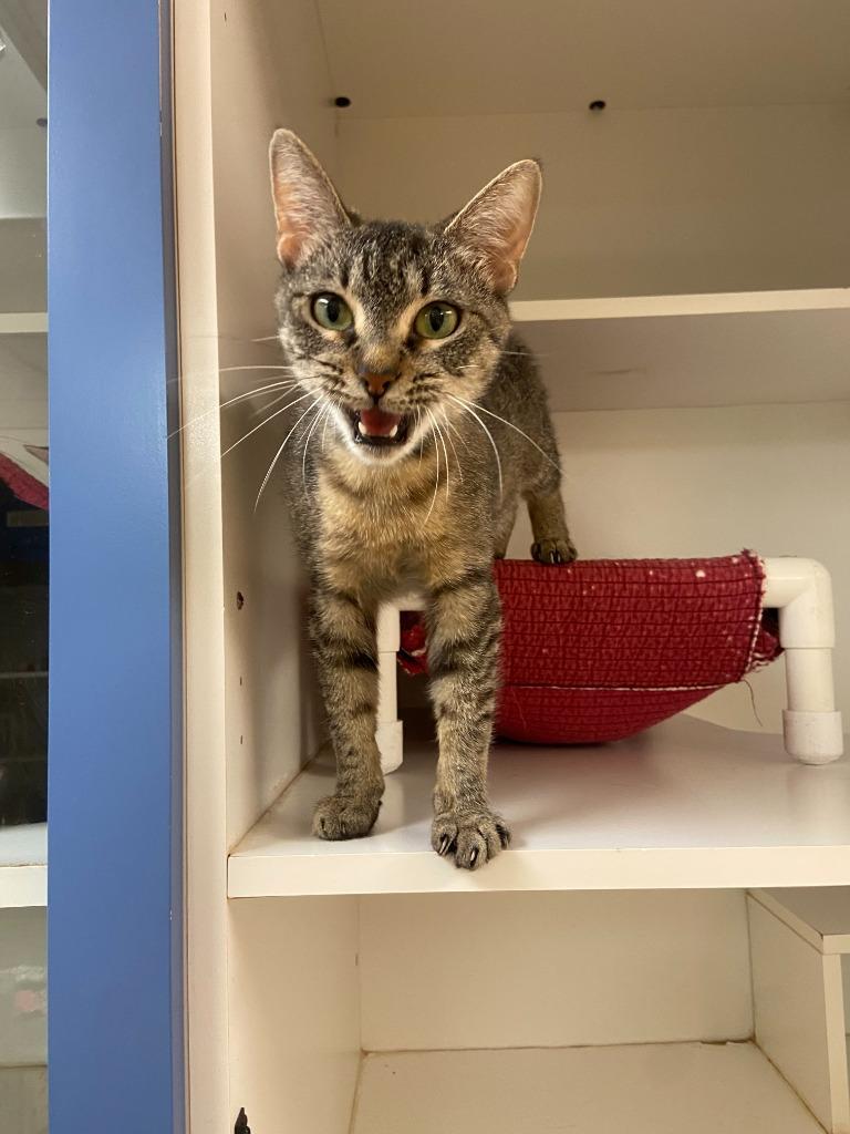 Enlarge Cat Condo #24, a Adoptable mixed breed in Greenville, TX image 1/4