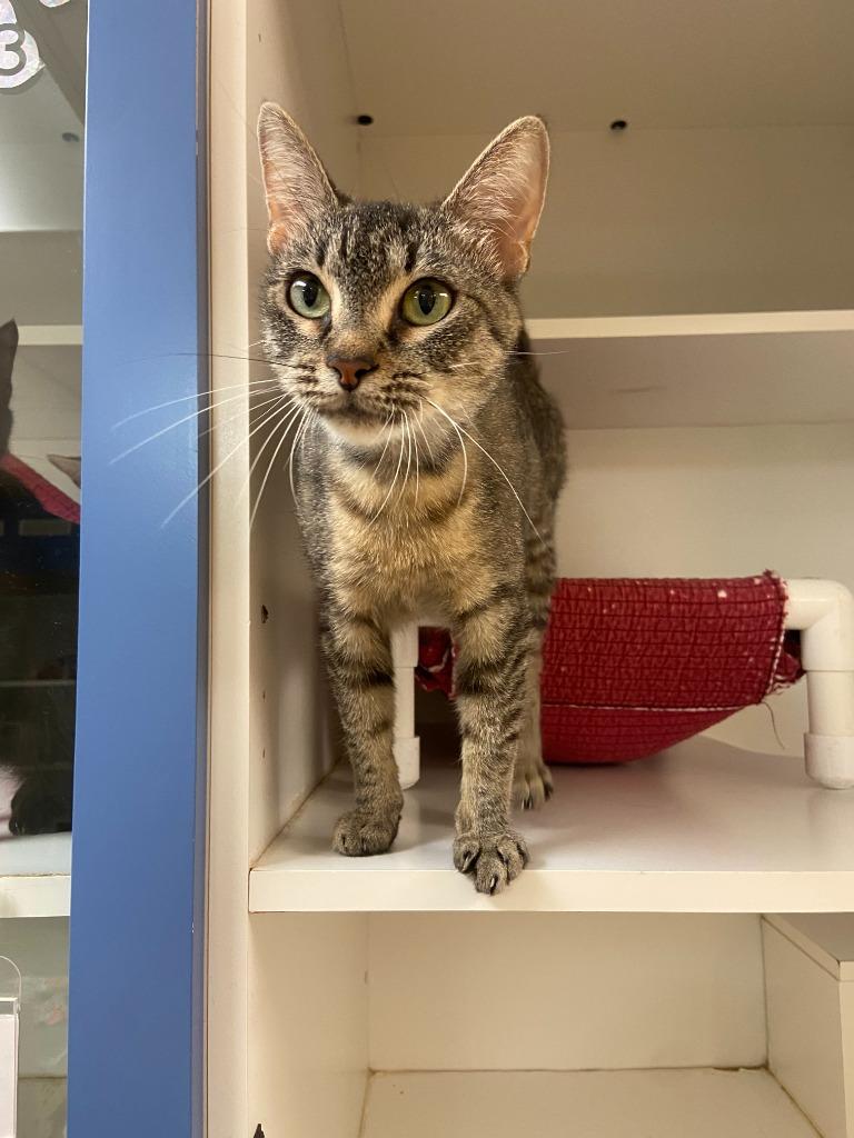 Enlarge Cat Condo #24, a Adoptable mixed breed in Greenville, TX image 2/4