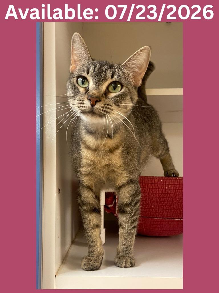 Enlarge Cat Condo #24, a Adoptable mixed breed in Greenville, TX image 3/4