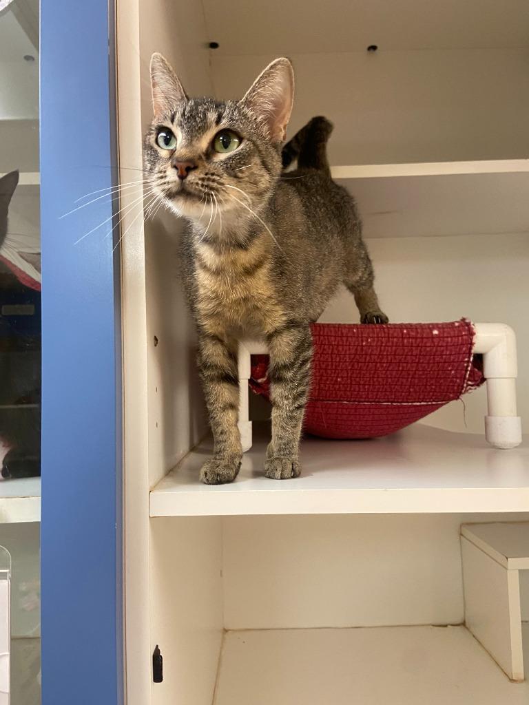 Enlarge Cat Condo #24, a Adoptable mixed breed in Greenville, TX image 4/4