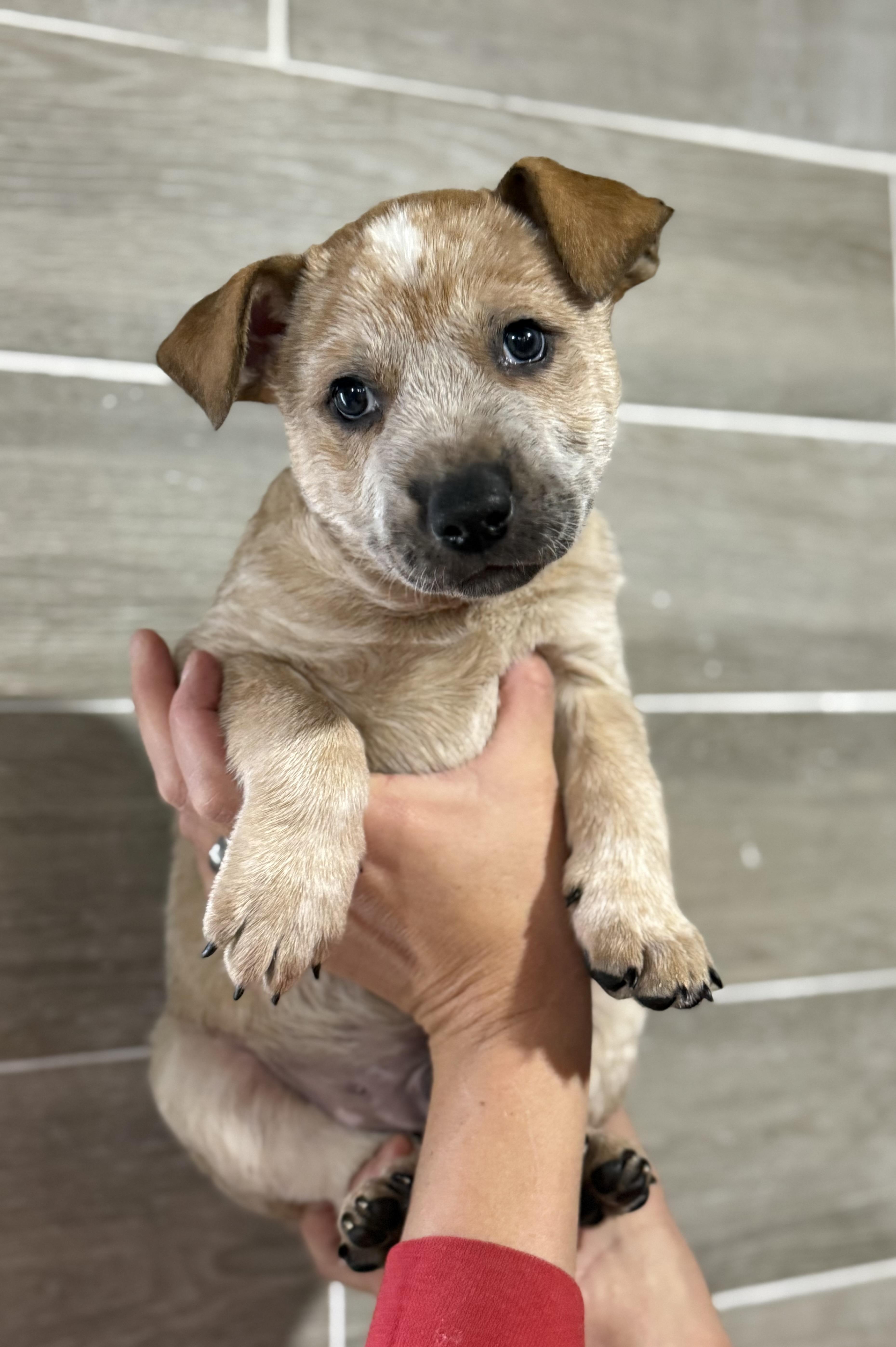 Hansel, ADOPTABLE, Puppy Male Australian Cattle Dog / Blue Heeler.