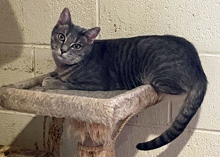 Mia, a Adoptable mixed breed in Palo Cedro, CA image 1/2