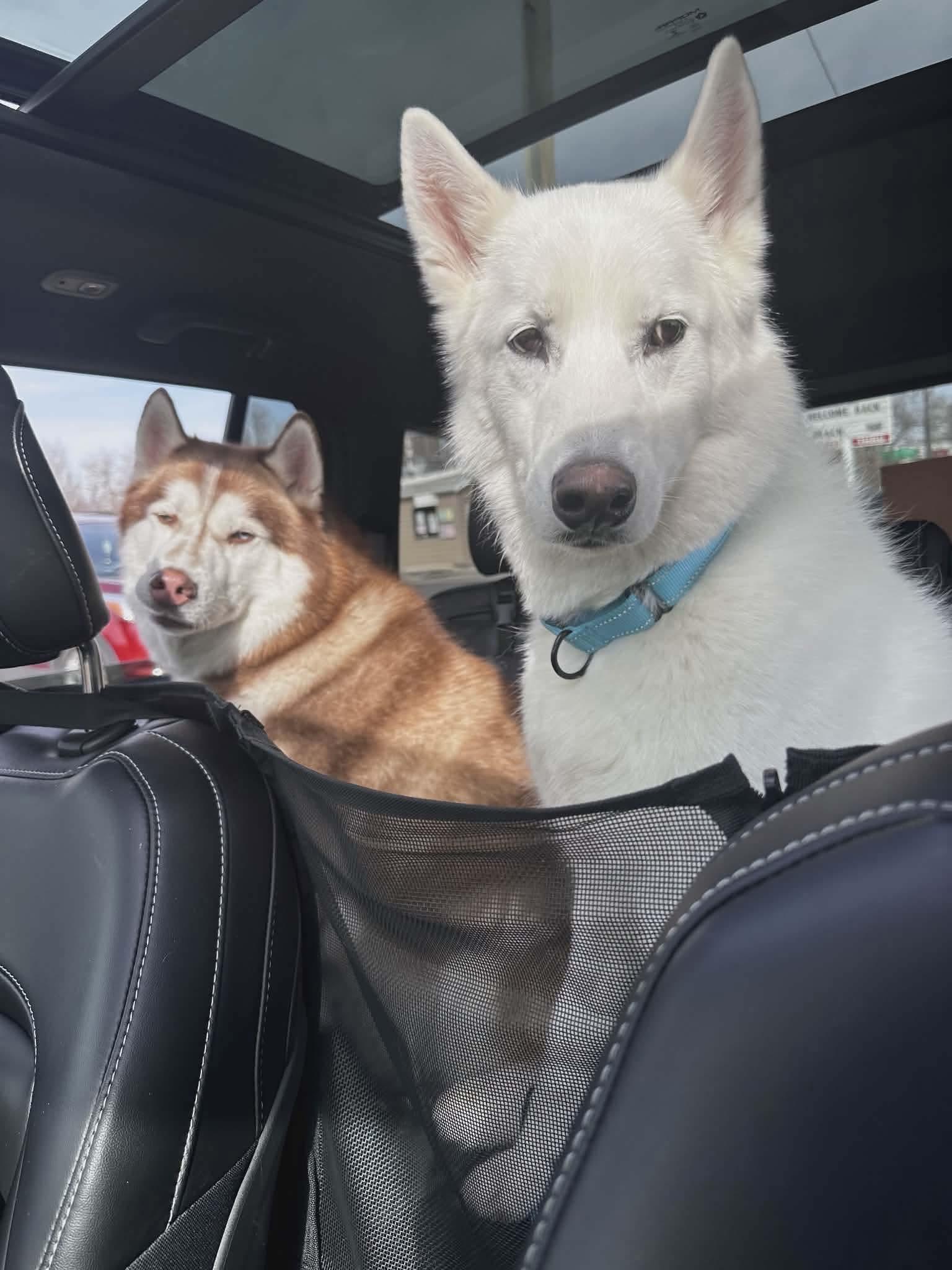 Cody, an adopted Siberian Husky in La Motte, IA image 4/6