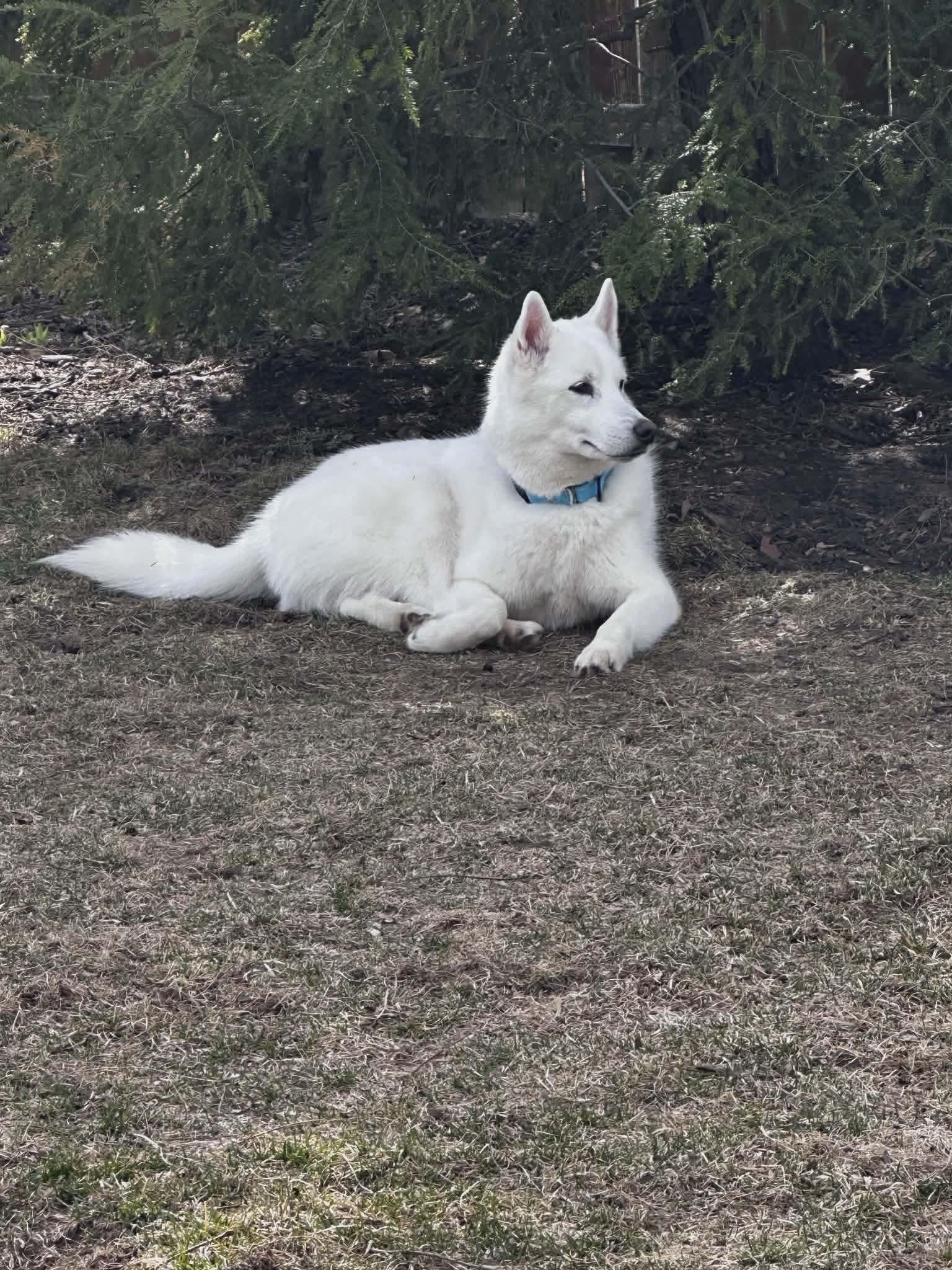 Cody, an adopted Siberian Husky in La Motte, IA image 6/6